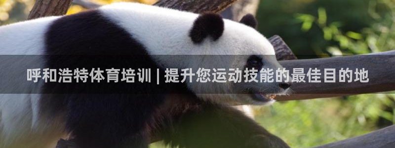 耀世娱乐的494o3 主管：呼和浩特体育培训 | 提
